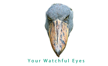 Shoebill Watch