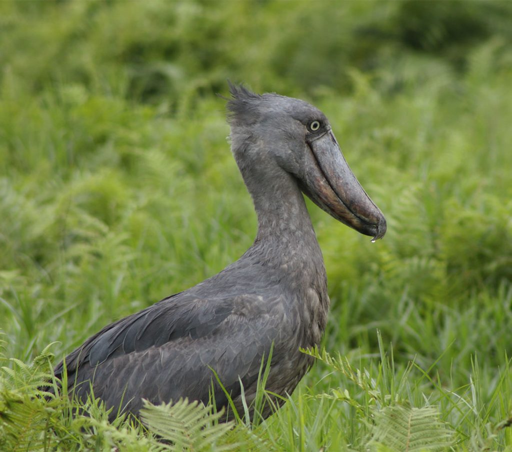 Mabamba Swamp Shoebill Watching Excursion