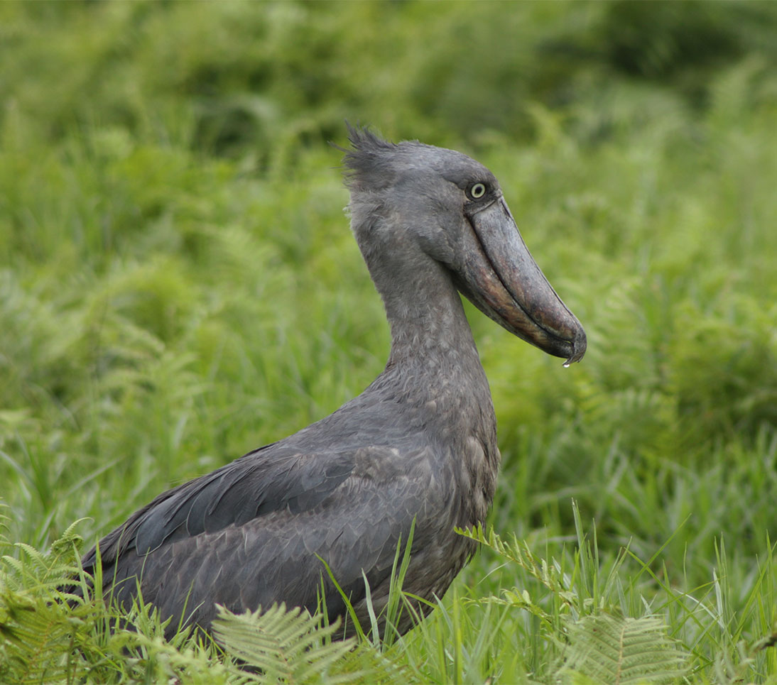 Shoebill