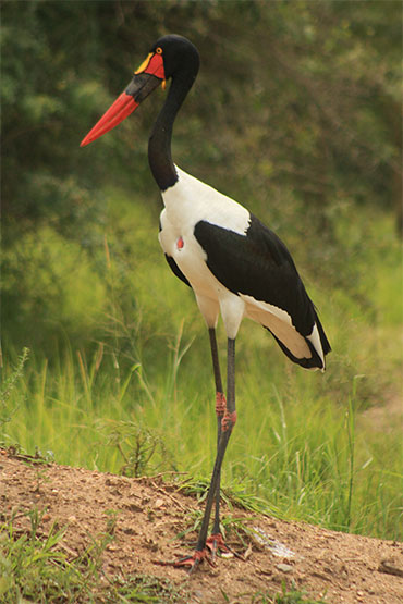 Birds_of_Uganda