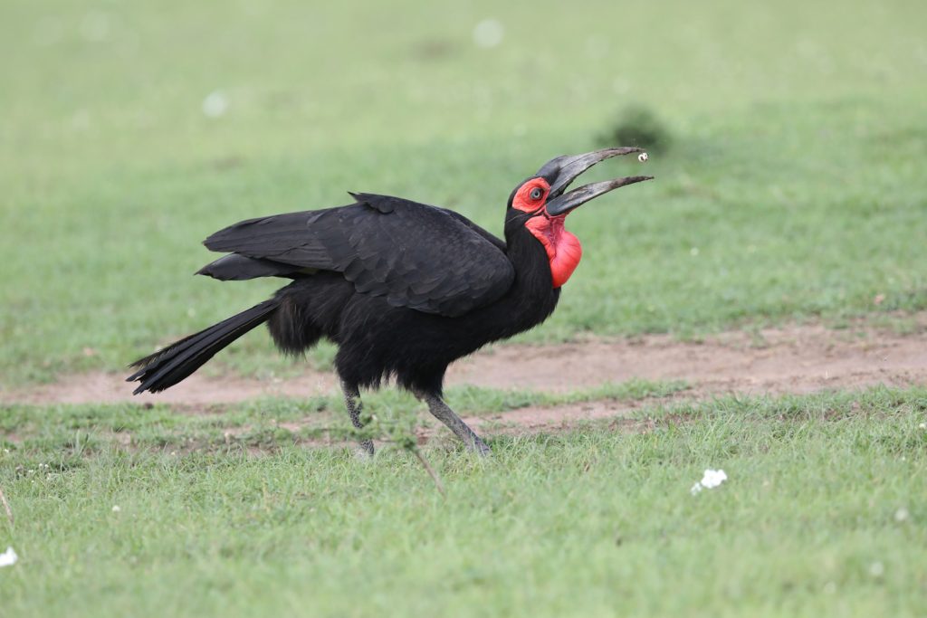 Drive to Murchison Falls National Park.