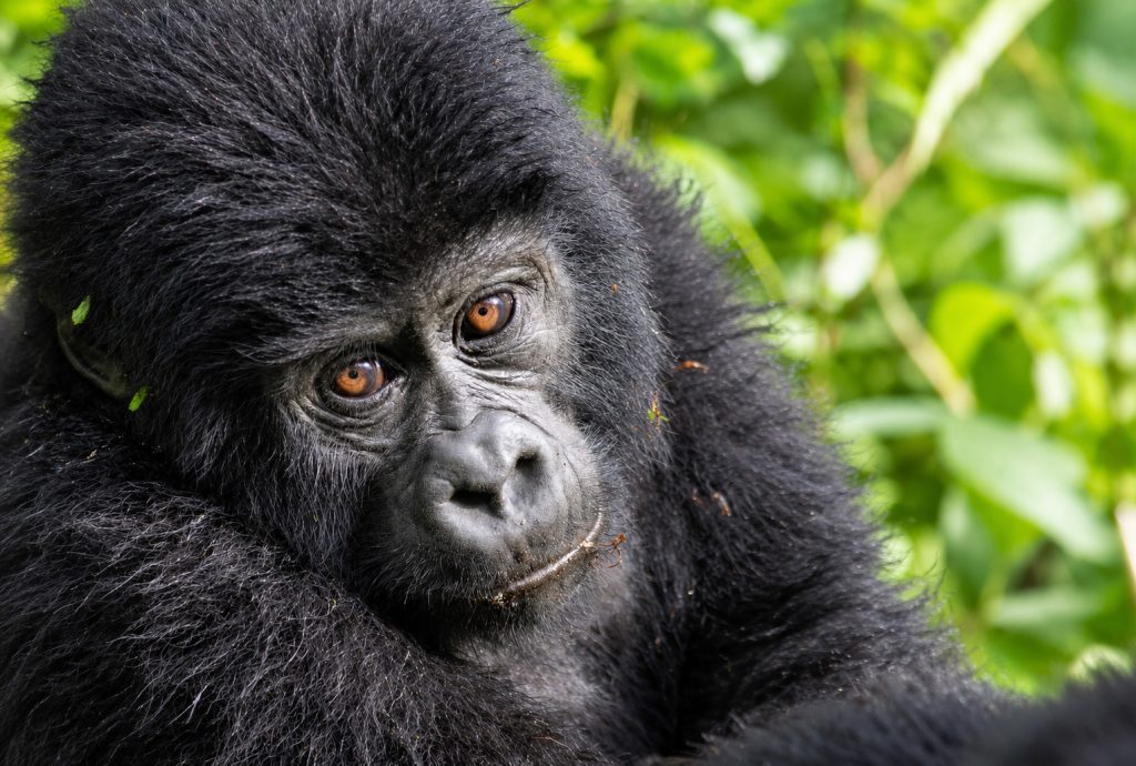 Mountain Gorilla Trekking