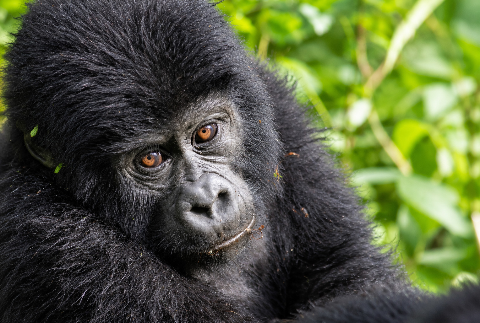 Mountain Gorilla Trekking