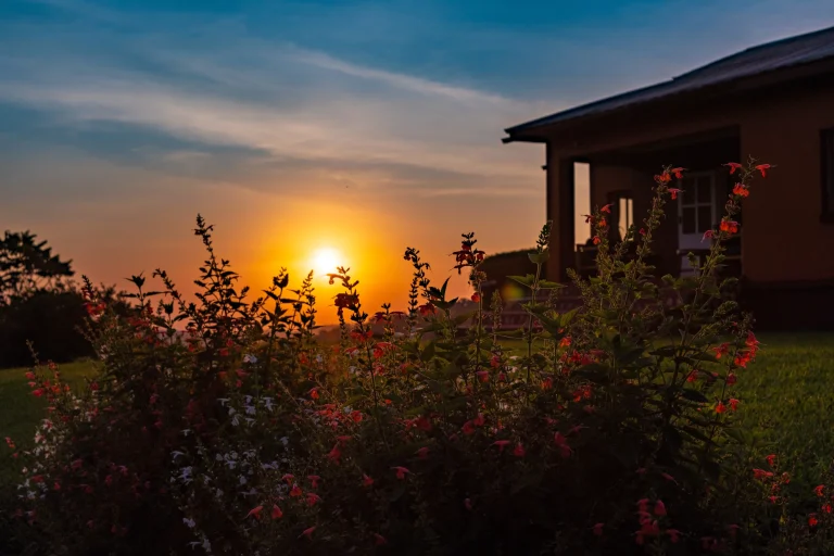 Chimpanzee Forest lodge