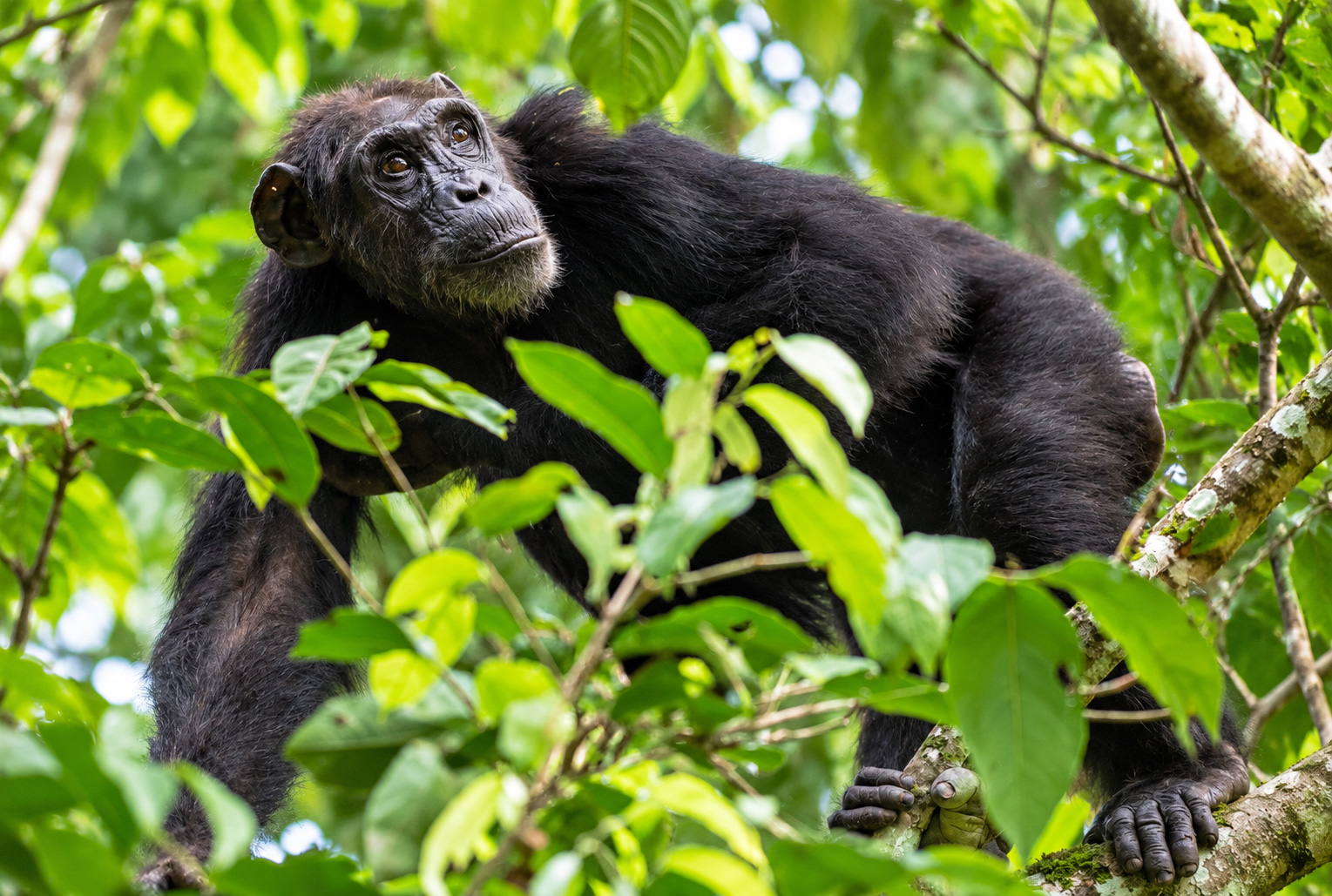 Chimpanzee Tracking and Bigodi Wetland