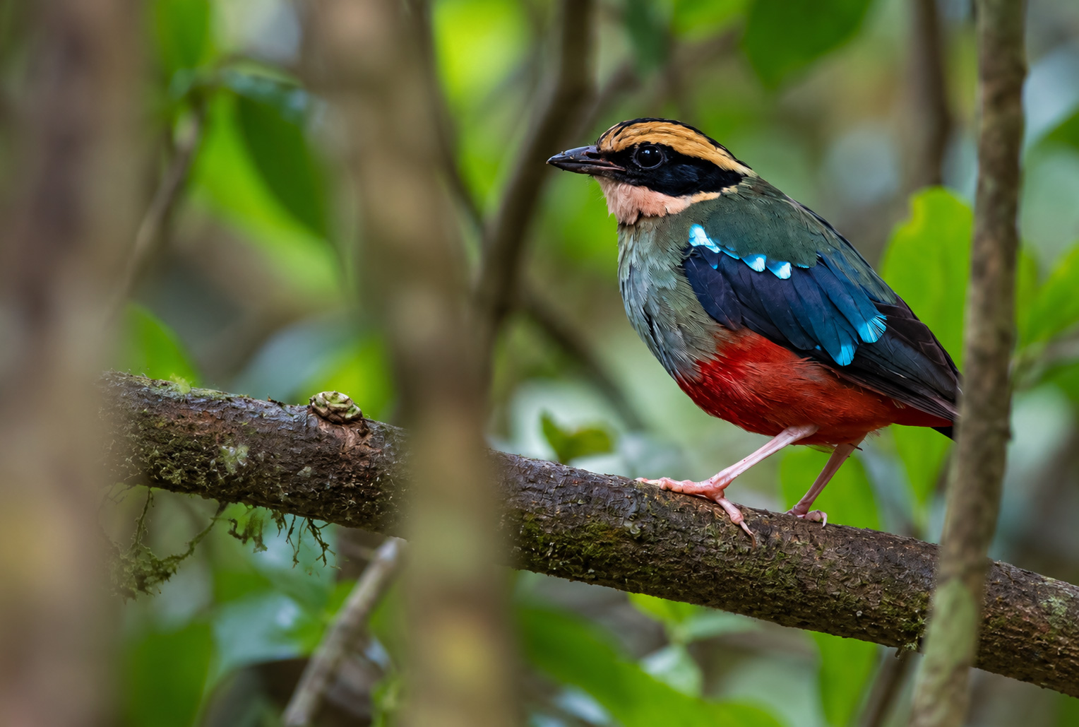 Green-breasted Pitta, Chimpanzee Tracking and Bigodi Wetland