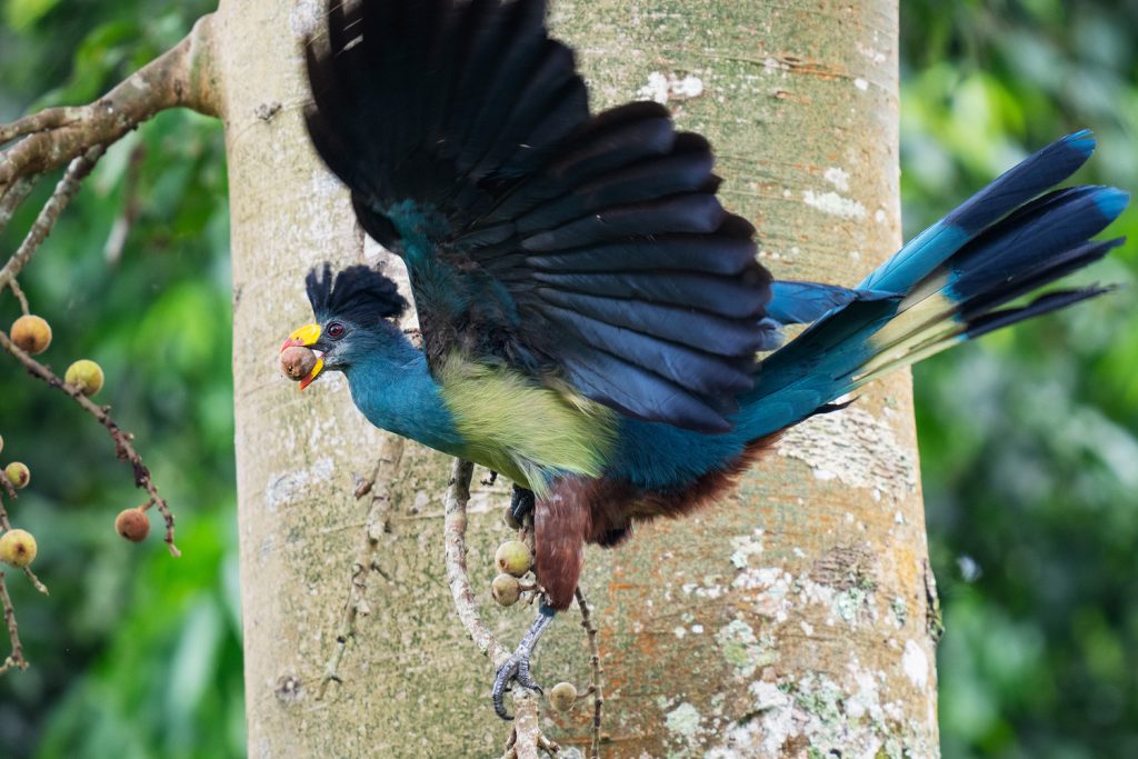 Full-Day Birding in Kibale and Bigodi