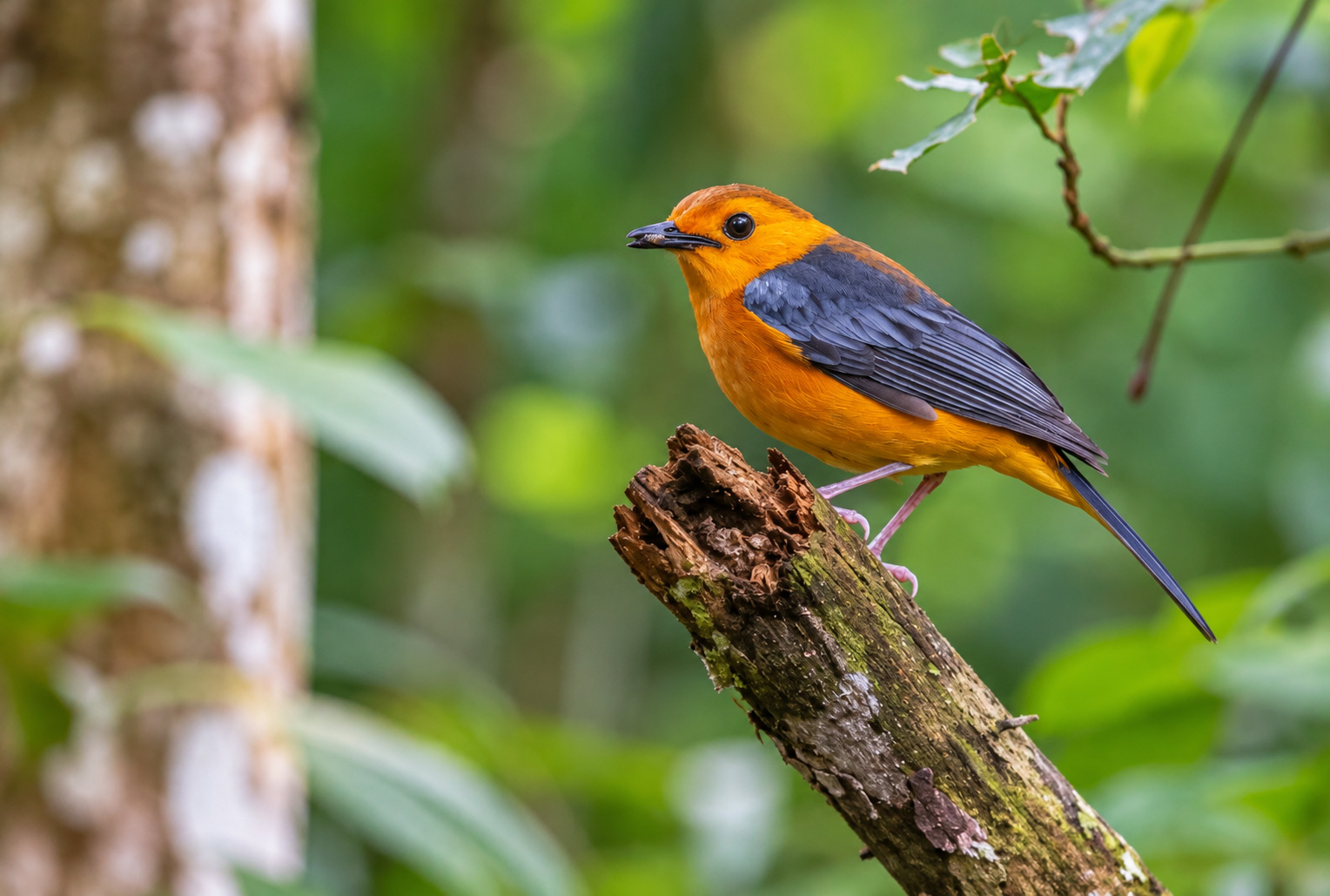 Mubwindi Swamp: Albertine Rift Endemics