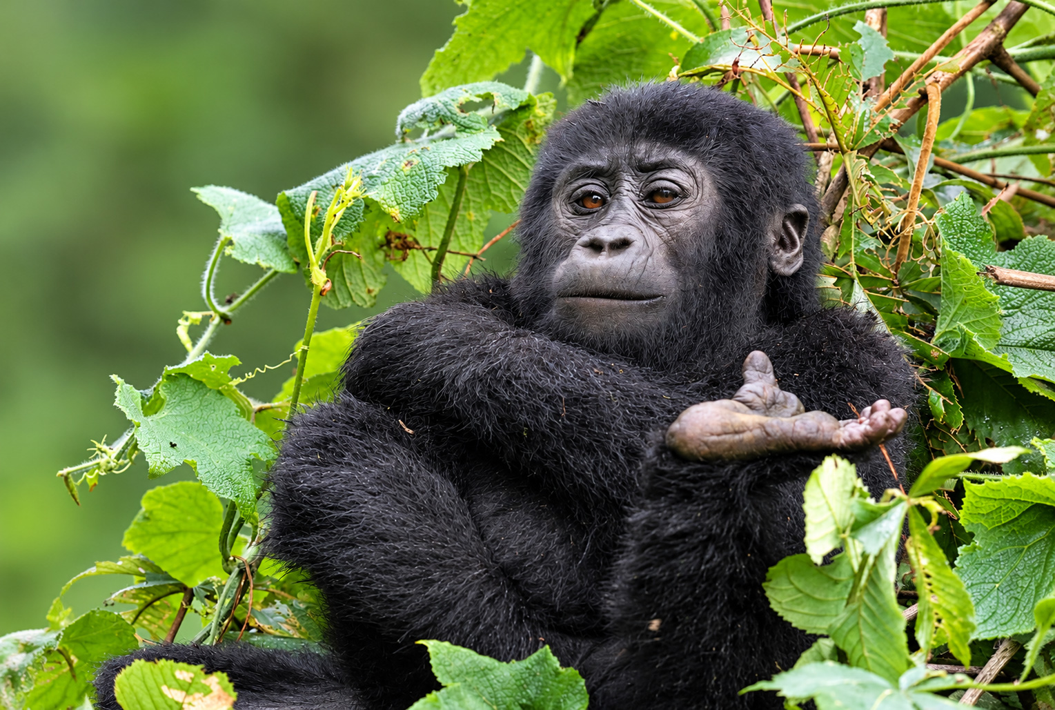 Gorilla Experience