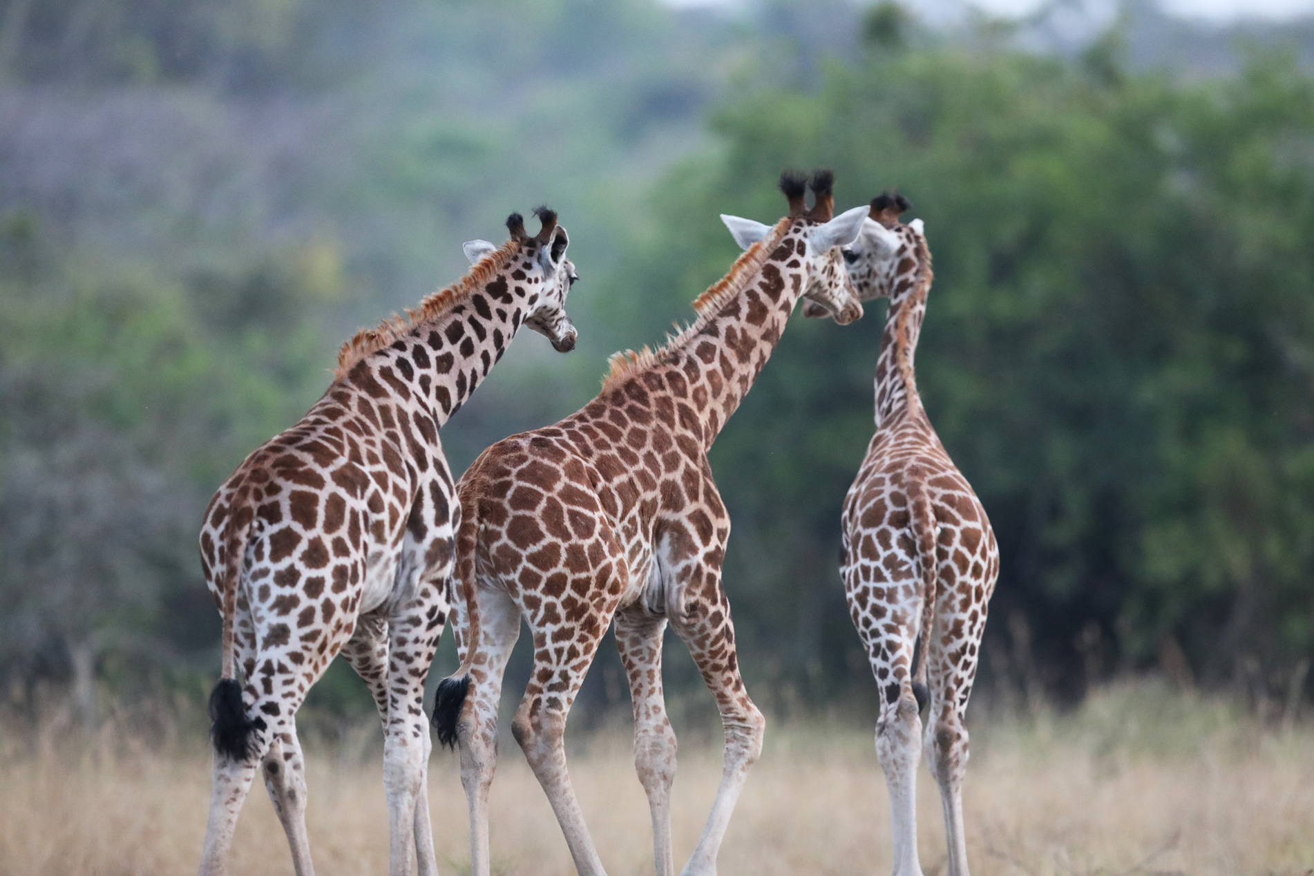 Lake Mburo National Park: Birding, Wildlife and Night Safari