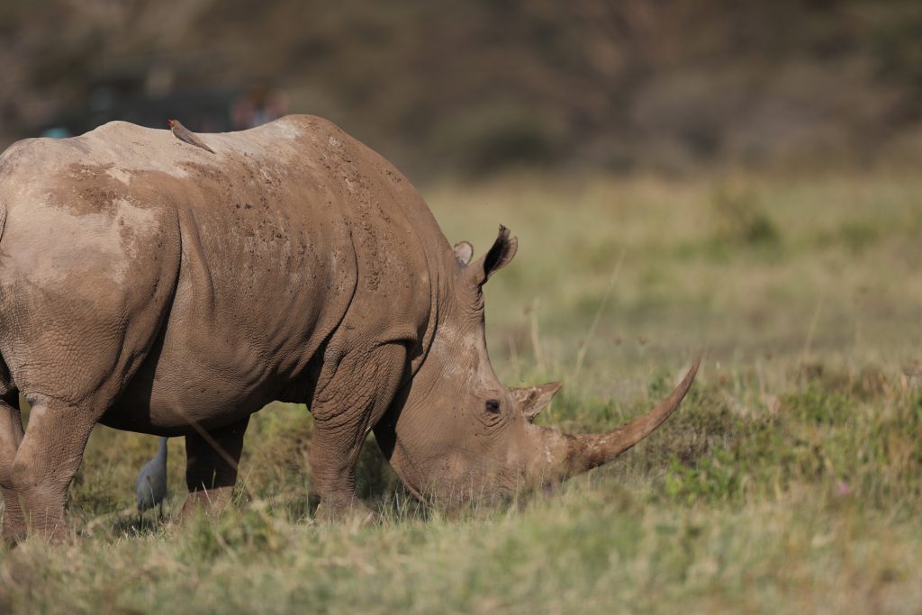 Rhino Tracking and Return to Entebbe