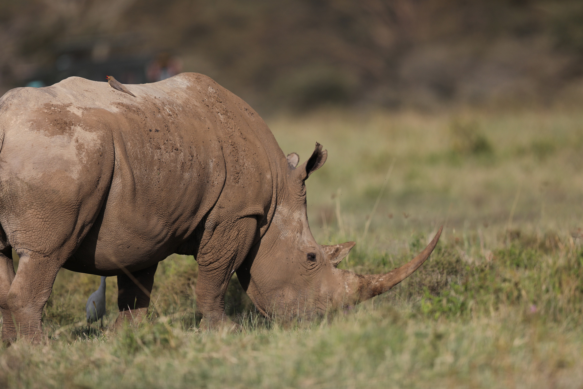 Rhino Tracking and Return to Entebbe