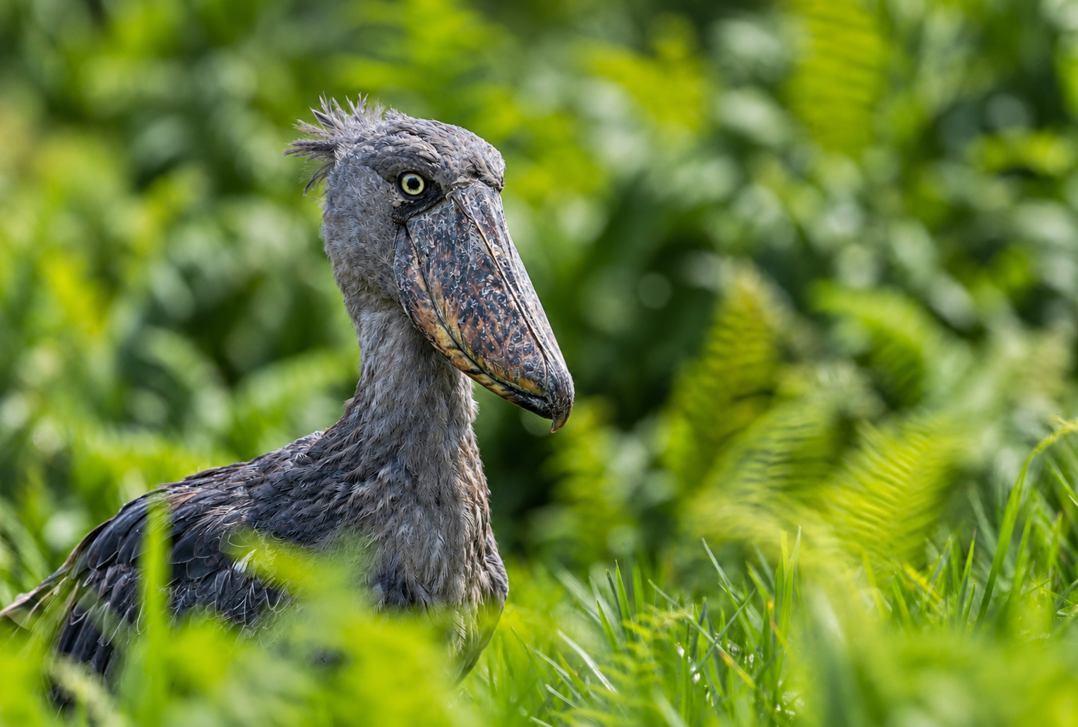 Shoebill Safaris