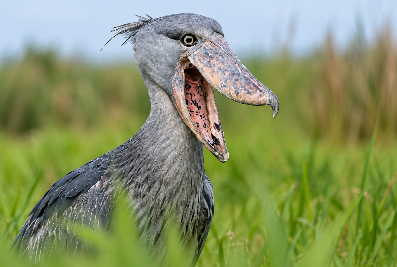 Mabamba Wetland and the shoebill