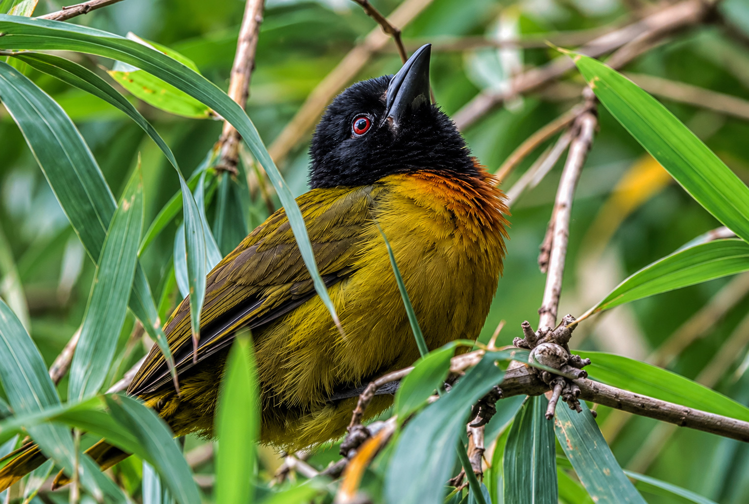 Mubwindi Swamp and Albertine Rift Endemics