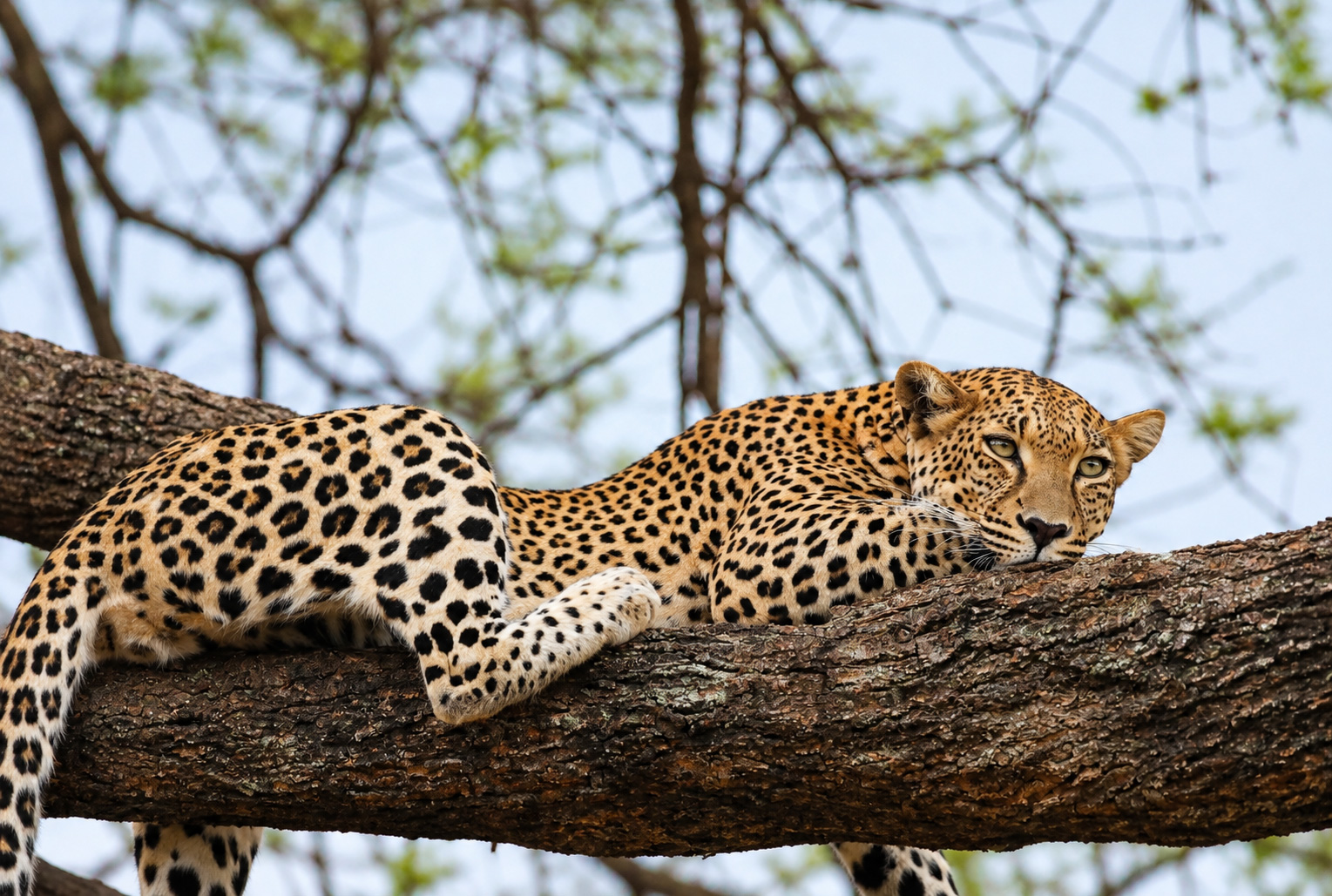 Queen Elizabeth: Birding, Game Drive and Kazinga Channel